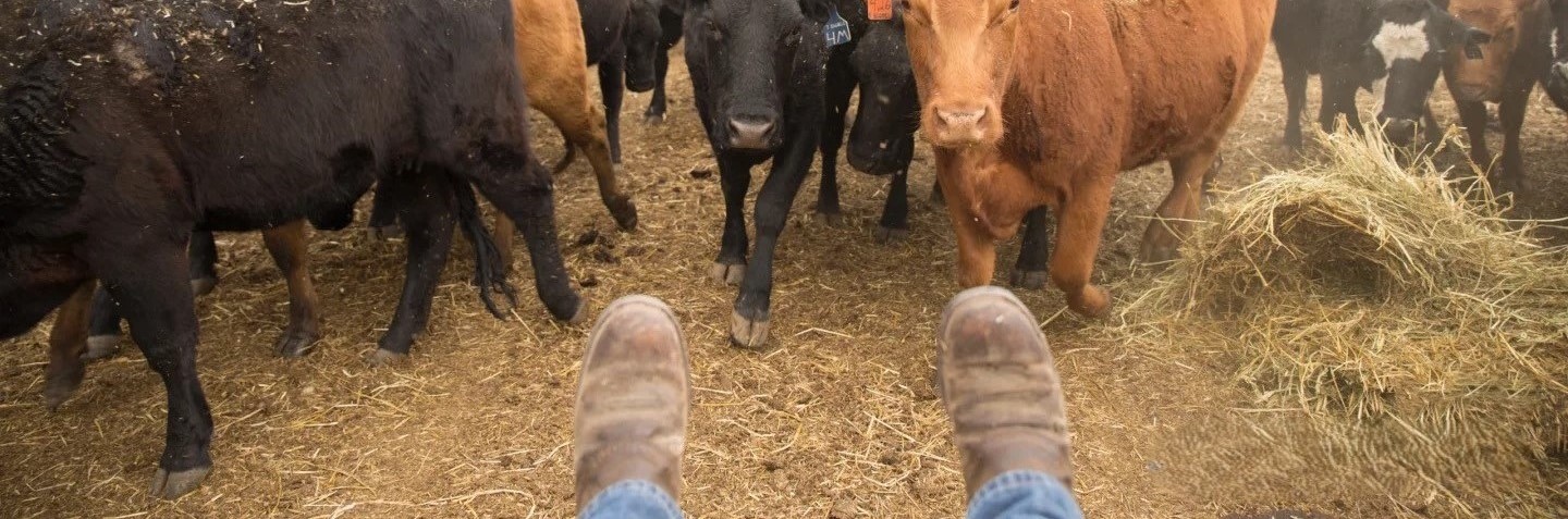Premium Work Boots